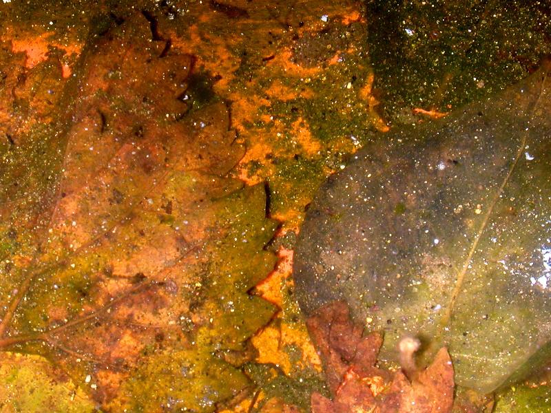 Larve acquatiche